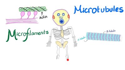 Microfilaments, intermediate filaments, and microtubules
