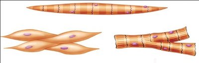Types of muscle tissue