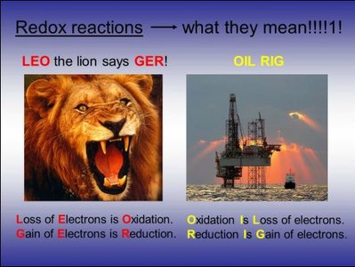 Table comparing exergonic and endergonic reactions