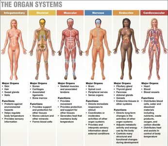 Overview of major organ systems and their functions