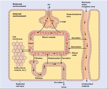 Diagram of internal and external environments separated by epithelial layers