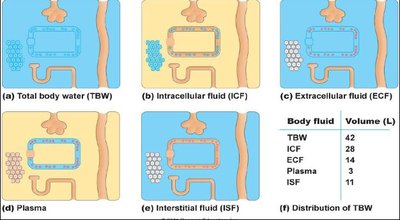 Distribution of body fluids: TBW, ICF, ECF, plasma, ISF