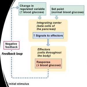 Negative feedback loop for blood glucose regulation