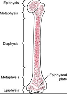 Long bone anatomy showing epiphysis, metaphysis, diaphysis, and epiphyseal plate