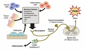 Nociceptor pathway and pain signaling