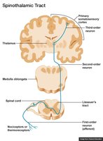 Cutaneous mechanoreceptors and their locations
