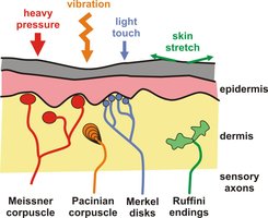 Types of mechanoreceptors