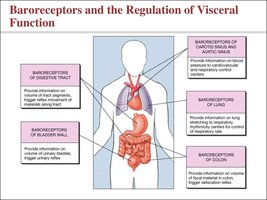 Baroreceptors and visceral regulation