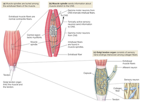 Muscle spindle and Golgi tendon organ structure