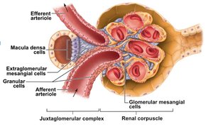 Macula densa and juxtaglomerular complex