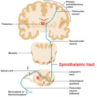 Spinothalamic tract pathway