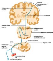 Dorsal column-medial lemniscus pathway