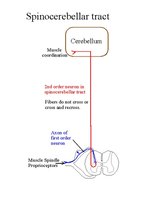 Spinocerebellar tract