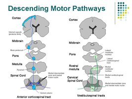 Descending motor pathways