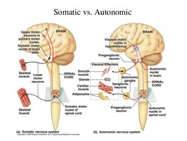 Somatic vs autonomic nervous system pathways