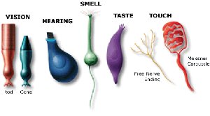 Types of sensory receptors for vision, hearing, smell, taste, and touch