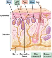Cutaneous receptors in the skin