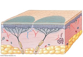 Receptive fields in the skin