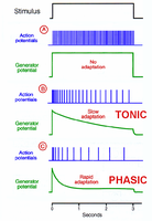 Tonic vs phasic receptor adaptation