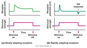Slowly and rapidly adapting receptors