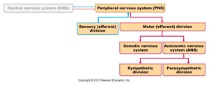 Organization of the nervous system