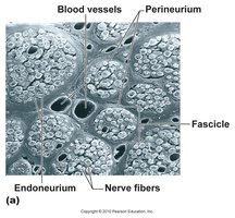 Cross-section of nerve showing fascicles and connective tissue