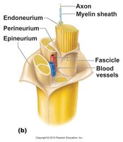 Diagram of nerve structure with labeled connective tissue