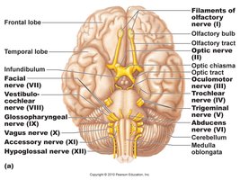 Cranial nerves at the base of the brain