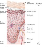 Unencapsulated nerve endings in skin