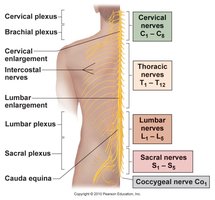 Spinal nerves and plexuses
