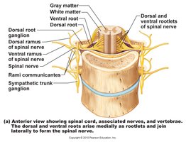 Spinal nerve structure and rami