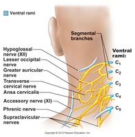 Cervical plexus and phrenic nerve