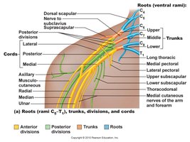 Brachial plexus and major nerves