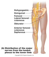 Lumbar plexus and major nerves