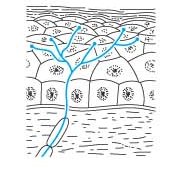 Encapsulated nerve ending (Pacinian corpuscle)