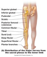 Sacral plexus and sciatic nerve