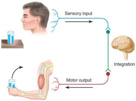 Reflex arc diagram