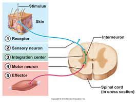 Clinical testing of reflexes