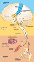 Sensory pathway from receptor to brain