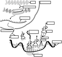 Diagram of DNA transcription and translation