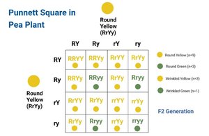 Punnett square for pea plant traits