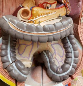 Abdominal cavity showing large intestine