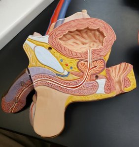 Male pelvic model showing bladder, rectum, and reproductive organs