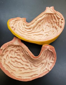Stomach model showing rugae and openings