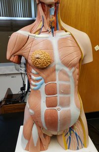 Side view of anatomical model showing planes