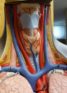 Anterior view of anatomical model showing body cavities