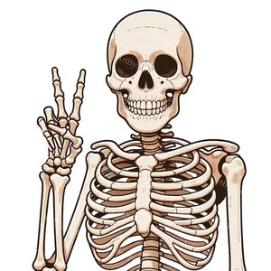 Human skeleton illustration