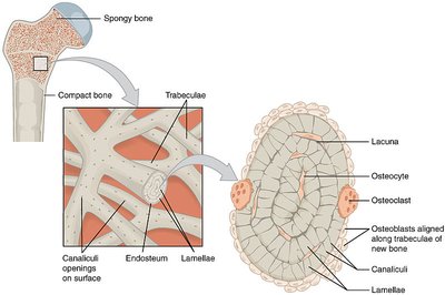 Spongy bone structure and osteon details