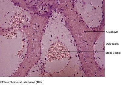 Intramembranous and endochondral ossification in fetal skull