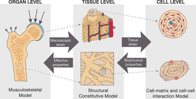 Bone structure at organ, tissue, and cell levels